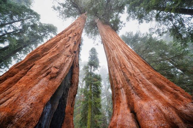 أكبر شجرة في العالم لن تصدق حجمها تعرف على سيكويا