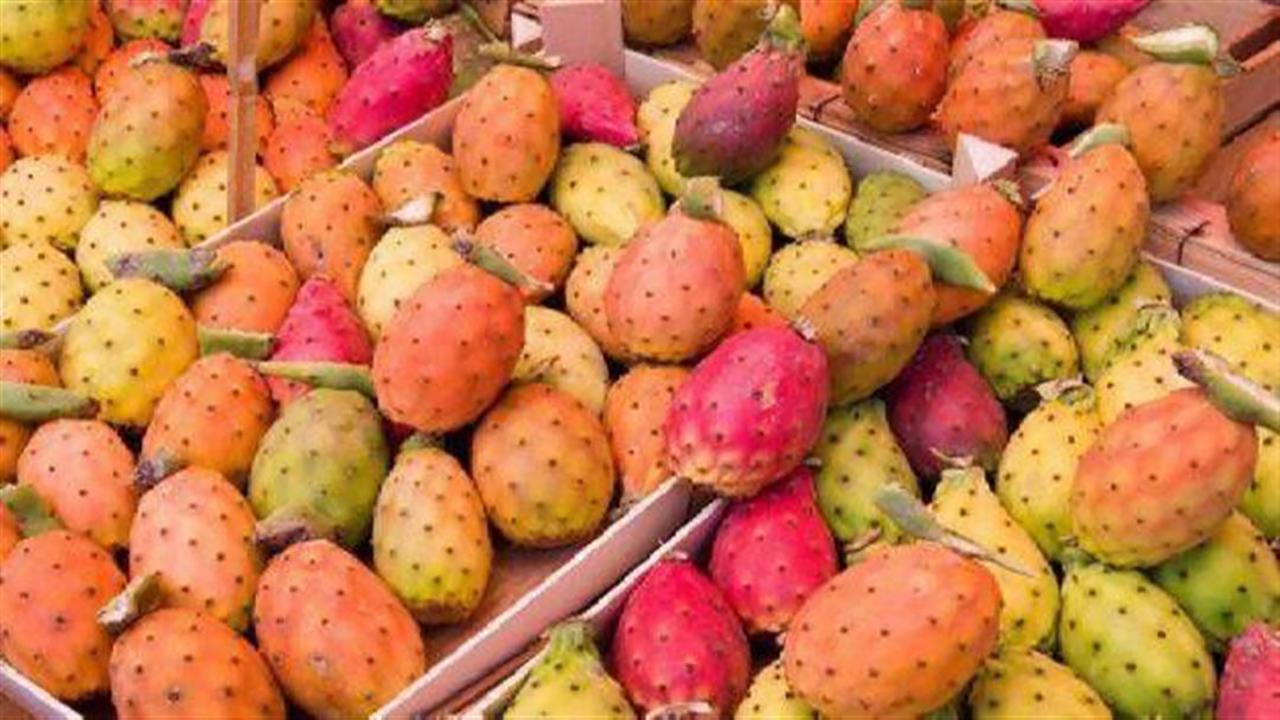 التين الشوكي فاكهة الصبار حل سحري لهذه المشكلة الصعبة 1 التين الشوكي فاكهة الصبار حل سحري لهذه المشكلة الصعبة