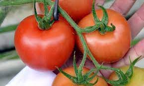 الطماطم وقدرتها العجيبة في التخلص من المشكلات الصحية