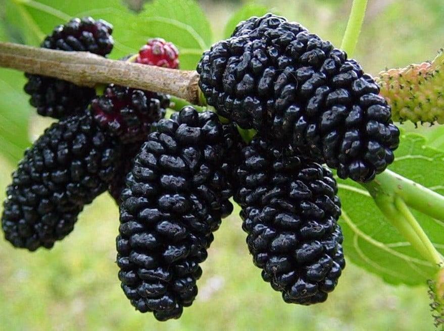 فوائد التوت المذهلة تعرف عليها الآن لاتفوتك