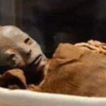 الاجنه المجهضه 