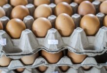 استقرار أسعار البيض في الأسواق المصرية لليوم الثاني على التوالي