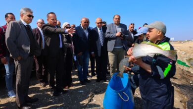 رئيس هيئة قناة السويس: التشغيل التجريبي لمصنع تعبئة الأسماك والجمبري بطاقة 7 أطنان يوميًا