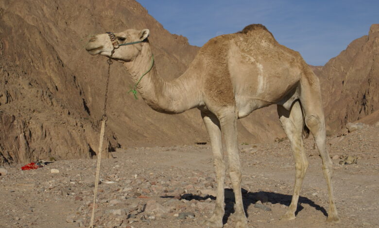 تفسير حلم ركوب الجمل في المنام 1 تفسير حلم ركوب الجمل في المنام