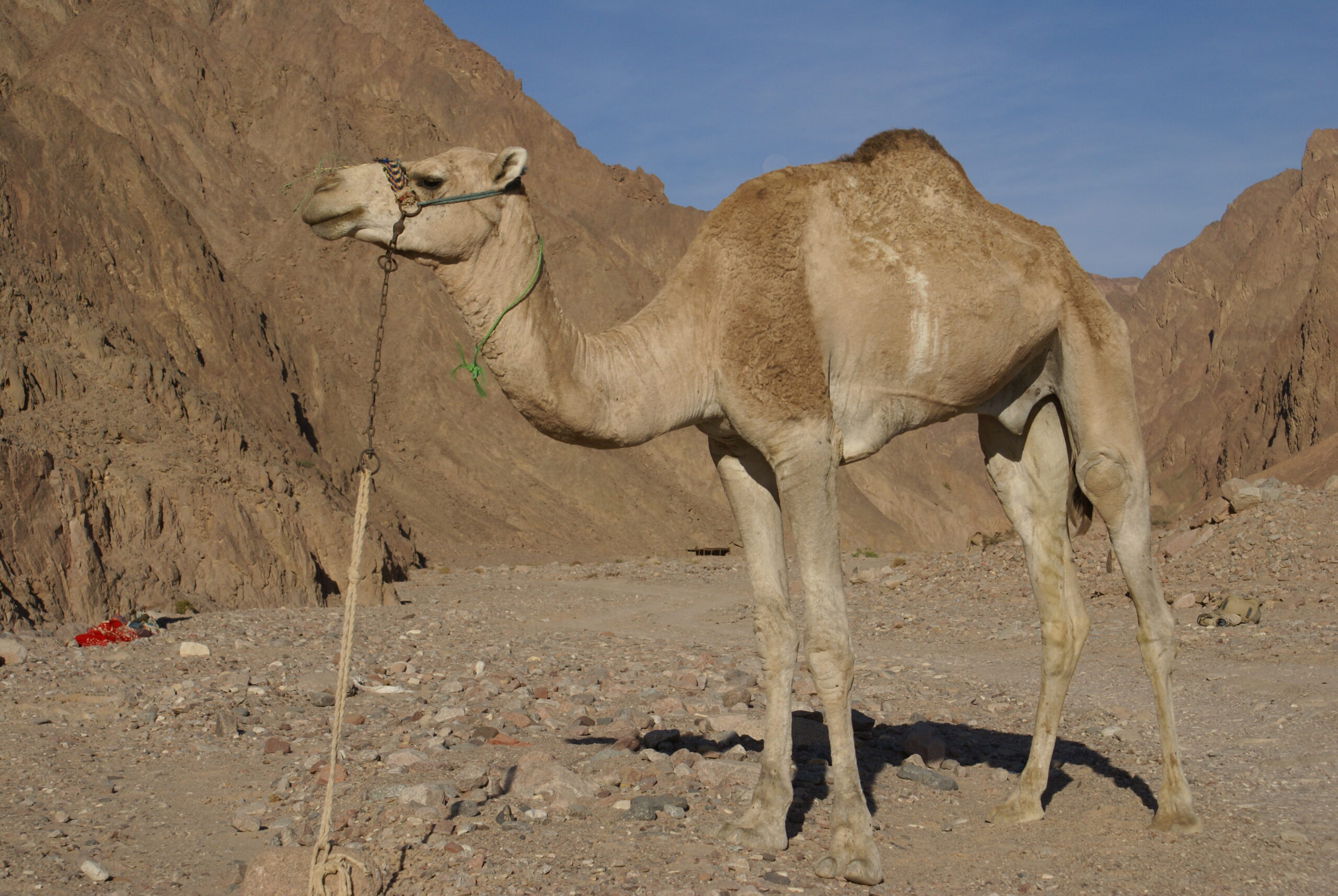 تفسير حلم ركوب الجمل في المنام