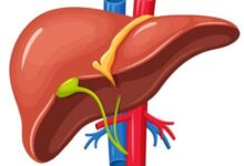أطعمة تدعم صحة الكبد.. 7 عناصر غذائية ترفع كفاءته وتحميه من التلف