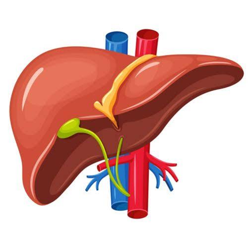 أطعمة تدعم صحة الكبد.. 7 عناصر غذائية ترفع كفاءته وتحميه من التلف