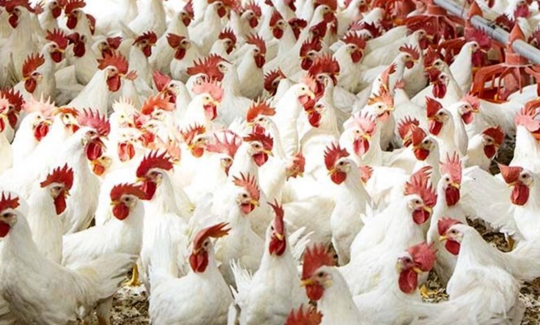 سعر الفراخ البيضاء اليوم الأحد.. 61 جنيها في البورصة و70 جنيها للمستهلك