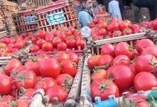 مجنونة يا قوطة.. أسعار الطماطم تواصل الارتفاع وتصل إلى 30 جنيهاً بالأسواق