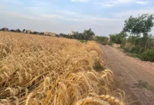 خبير موارد مائية: نصيب مصر من المياه لا يكفي للاكتفاء الذاتي من القمح