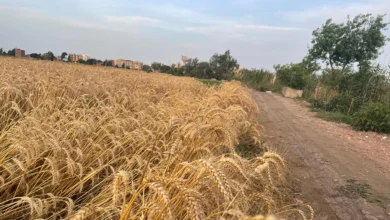خبير موارد مائية: نصيب مصر من المياه لا يكفي للاكتفاء الذاتي من القمح