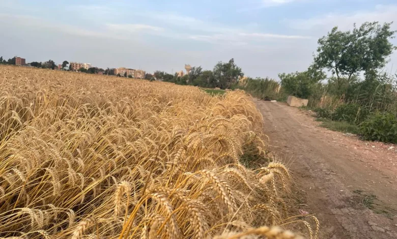خبير موارد مائية: نصيب مصر من المياه لا يكفي للاكتفاء الذاتي من القمح