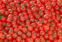 الطماطم تشعل الأسواق في سبتمبر.. الكيلو يتجاوز 20 جنيه والأمل في العروة الجديدة