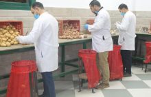 الزراعة: فحص 320 ألف طن تقاوي بطاطس استعدادًا للموسم الشتوي 2025/2026