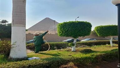 الجيزة تواصل خطة تجميل محيط المتحف المصري الكبير استعدادًا للافتتاح العالمي 2 الجيزة تواصل خطة تجميل محيط المتحف المصري الكبير استعدادًا للافتتاح العالمي