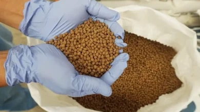 أسعار الأعلاف والحبوب في الأسواق المصرية اليوم والذرة الأرجنتيني يسجل 11.9 ألف جنيه