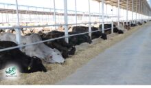 وزارة الزراعة تستورد سلالات أبقار وجاموس عالية الإنتاجية بمميزات تمويلية وتسهيلات للرعاة