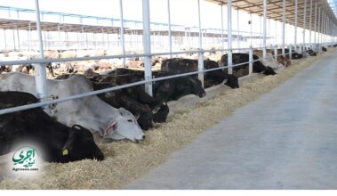 وزارة الزراعة تستورد سلالات أبقار وجاموس عالية الإنتاجية بمميزات تمويلية وتسهيلات للرعاة