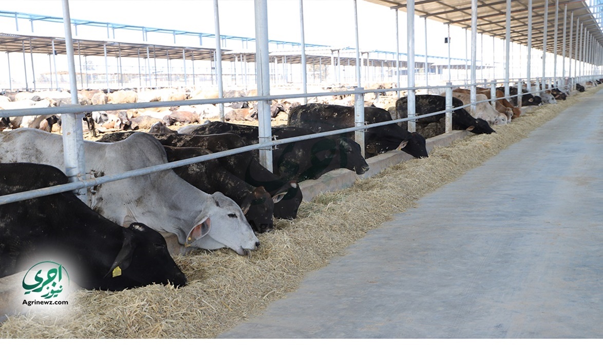 وزارة الزراعة تستورد سلالات أبقار وجاموس عالية الإنتاجية بمميزات تمويلية وتسهيلات للرعاة