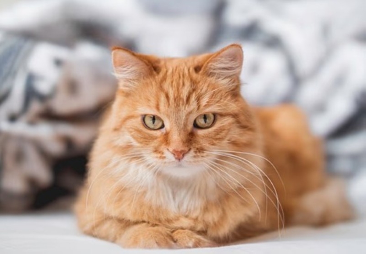 قضية قط فرنسى: غرامة و منع من الاقتراب من ممتلكات الجار و إعادة فتح القضية في ديسمبر 1 قضية قط فرنسى: غرامة و منع من الاقتراب من ممتلكات الجار و إعادة فتح القضية في ديسمبر