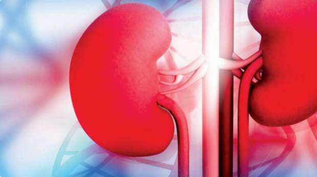 4 فحوصات بسيطة تكشف عن صحة الكلى وتقي من الفشل