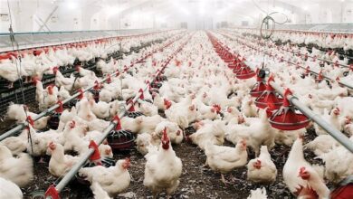 الفراخ البيضاء بـ70 جنيهًا والبلدي بـ110 جنيهات.. ثبات في الأسواق