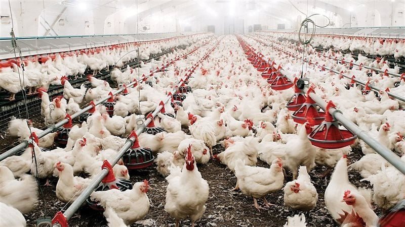 الفراخ البيضاء بـ70 جنيهًا والبلدي بـ110 جنيهات.. ثبات في الأسواق 1 الفراخ البيضاء بـ70 جنيهًا والبلدي بـ110 جنيهات.. ثبات في الأسواق