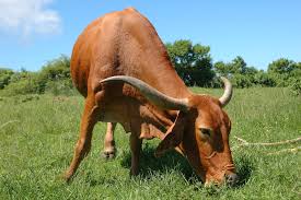 وزارة الزراعة: تحصين أكثر من 1.5 مليون رأس ماشية ضد الحمى القلاعية وحمى الوادي المتصدع 4 وزارة الزراعة: تحصين أكثر من 1.5 مليون رأس ماشية ضد الحمى القلاعية وحمى الوادي المتصدع