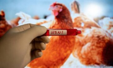 أول وفاة في أمريكا بسلالة نادرة من إنفلونزا الطيور بعد إصابة رجل في واشنطن 2 أول وفاة في أمريكا بسلالة نادرة من إنفلونزا الطيور بعد إصابة رجل في واشنطن