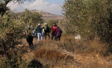 مستوطنون صهاينة يسرقون ثمار الزيتون من أراضي المزارعين الفلسطينيين في عقربا 2 مستوطنون صهاينة يسرقون ثمار الزيتون من أراضي المزارعين الفلسطينيين في عقربا