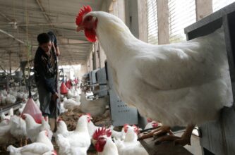 انخفاض أسعار الفراخ في الأسواق والبلدي تسجل 111 جنيهًا اليوم