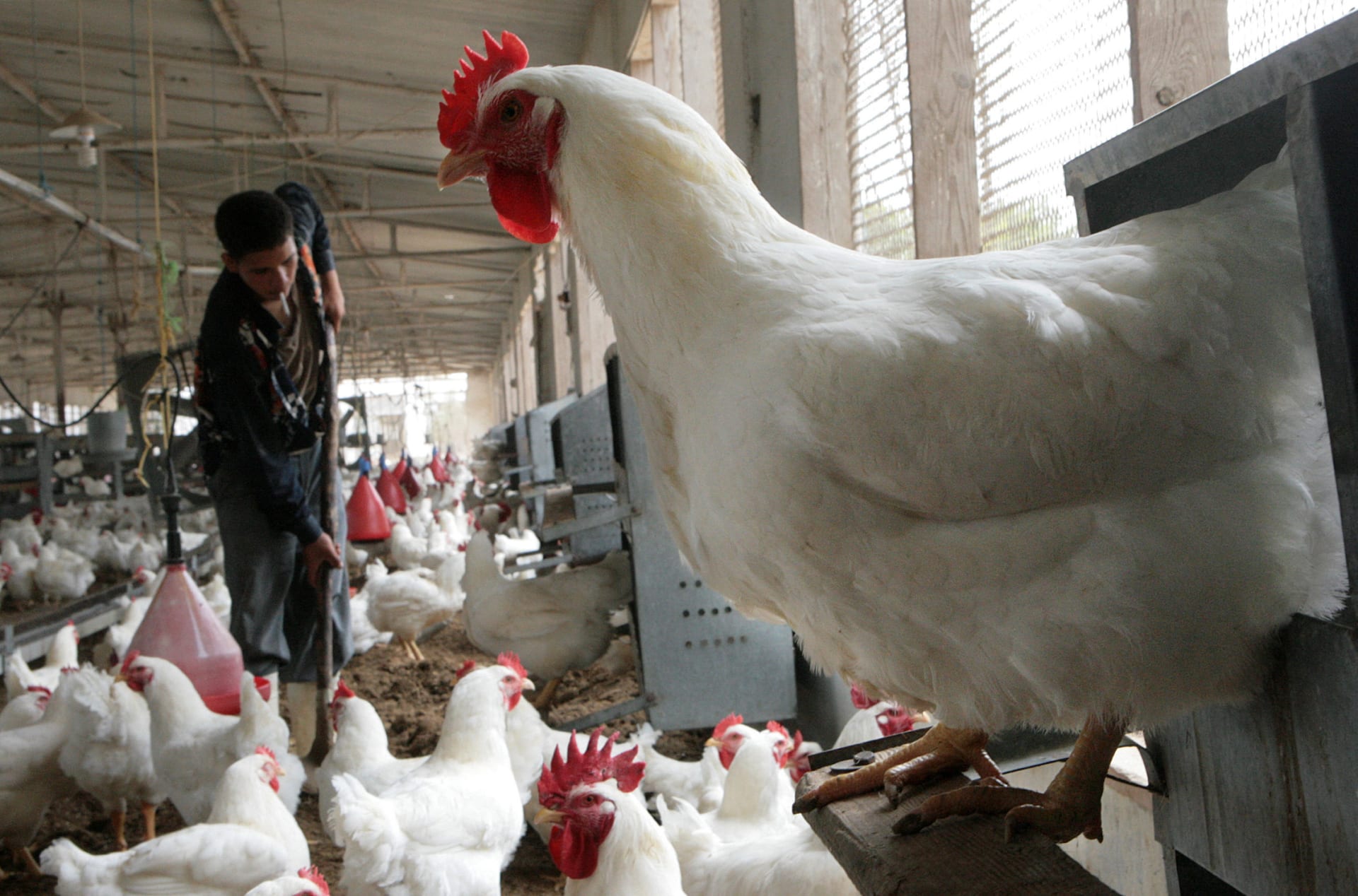 انخفاض أسعار الفراخ في الأسواق والبلدي تسجل 111 جنيهًا اليوم 1 انخفاض أسعار الفراخ في الأسواق والبلدي تسجل 111 جنيهًا اليوم