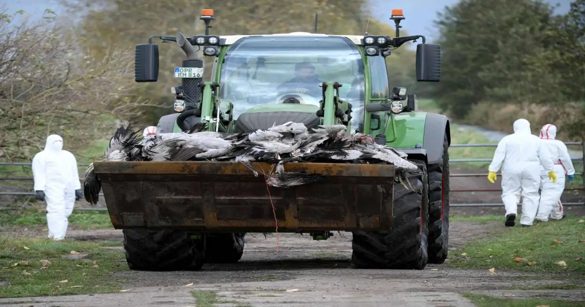 ألمانيا تشهد تفشيًا غير مسبوق لإنفلونزا الطيور: 122 مزرعة متأثرة وملايين الطيور مهددة