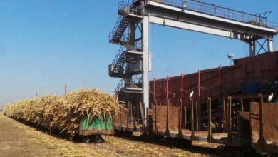 قصب الصعيد يحلي مصر.. سكر كوم أمبو يتأهب لانطلاق موسم العصير وخطة متكاملة لتأمين التوريد 4 قصب الصعيد يحلي مصر.. سكر كوم أمبو يتأهب لانطلاق موسم العصير وخطة متكاملة لتأمين التوريد