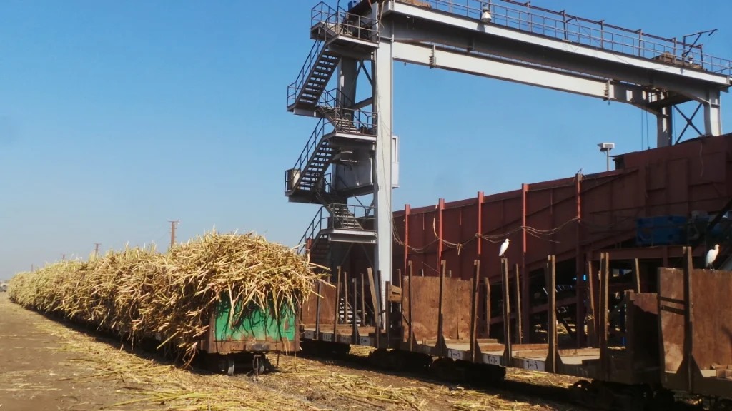 قصب الصعيد يحلي مصر.. سكر كوم أمبو يتأهب لانطلاق موسم العصير وخطة متكاملة لتأمين التوريد 1 قصب الصعيد يحلي مصر.. سكر كوم أمبو يتأهب لانطلاق موسم العصير وخطة متكاملة لتأمين التوريد