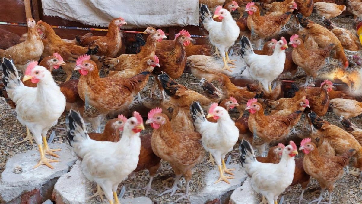 تذبذب أسعار الفراخ في الأسواق المصرية اليوم الجمعة.. الأبيض يرتفع والبلدي يتراجع 1 تذبذب أسعار الفراخ في الأسواق المصرية اليوم الجمعة.. الأبيض يرتفع والبلدي يتراجع