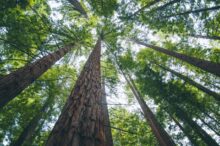 "أطول 5 أشجار في العالم.. عمالقة الطبيعة المذهلة"