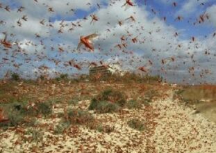مكافحة الآفات بالزراعة: الجراد الصحراوي الأخطر ونعمل على مدار العام للرصد بالحدود 2 مكافحة الآفات بالزراعة: الجراد الصحراوي الأخطر ونعمل على مدار العام للرصد بالحدود