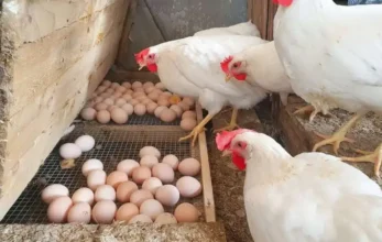 انخفاض كبير في أسعار الدواجن والبيض في الأسواق اليوم الاثنين 8 ديسمبر 2025 2 انخفاض كبير في أسعار الدواجن والبيض في الأسواق اليوم الاثنين 8 ديسمبر 2025