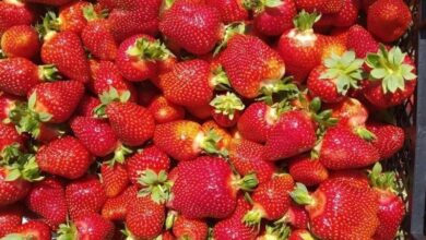 الفراولة للأطفال.. فوائد مهمة للمناعة وتحذير من الحساسية 4 الفراولة للأطفال.. فوائد مهمة للمناعة وتحذير من الحساسية