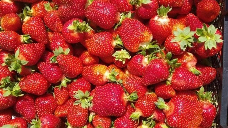 الفراولة للأطفال.. فوائد مهمة للمناعة وتحذير من الحساسية 1 الفراولة للأطفال.. فوائد مهمة للمناعة وتحذير من الحساسية