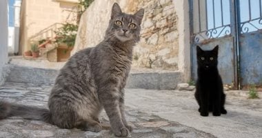 جزيرة يونانية نائية توفر إقامة مجانية لمحبي القطط مقابل رعايتها 5 جزيرة يونانية نائية توفر إقامة مجانية لمحبي القطط مقابل رعايتها