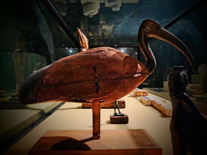 متحف سوهاج القومي يعرض تمثال طائر الأبيس احتفاءً باليوم الدولي للتعليم