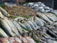 أسعار الأسماك والجمبري اليوم 15 يناير 2026 داخل سوق العبور للجملة