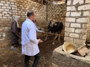 الزراعة: تحصين 529 ألف رأس ماشية ضد الحمى القلاعية في أسبوع