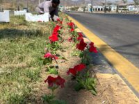 تشجير نجران: 22 نوعاً نباتياً محلياً يعزز استدامة الغطاء النباتي