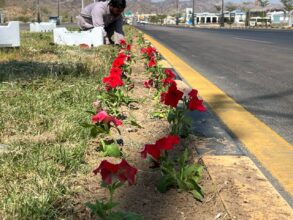 تشجير نجران: 22 نوعاً نباتياً محلياً يعزز استدامة الغطاء النباتي