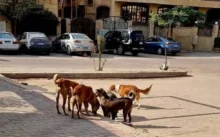 الكلاب الضالة من عبءٍ يطارد المشاة إلى ثروةٍ مهدرة تنتظر الاستثمار في 2026 .. "الرفق بالحيوان" تضع خارطة طريق لإنهاء أزمة الشوارع