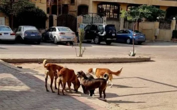 الكلاب الضالة من عبءٍ يطارد المشاة إلى ثروةٍ مهدرة تنتظر الاستثمار في 2026 .. "الرفق بالحيوان" تضع خارطة طريق لإنهاء أزمة الشوارع