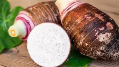 هل القلقاس يزيد القلق؟ أخصائي تغذية يجيب ويحسم الجدل